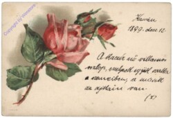 Rosen (rosa)