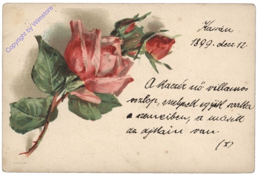 Rosen (rosa)