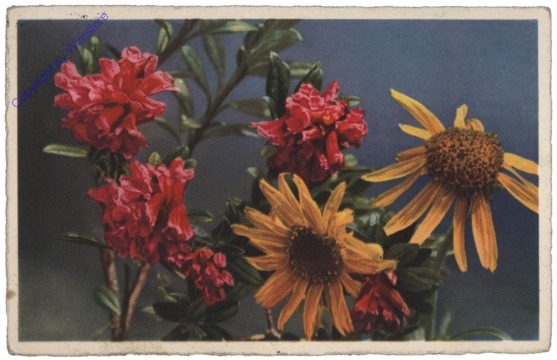ak110626 Arnica und Alpenrose