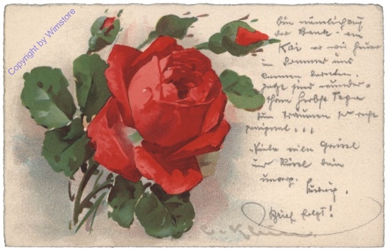 Rose (rot)