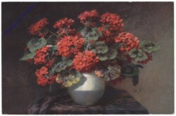 Geranien in Vase