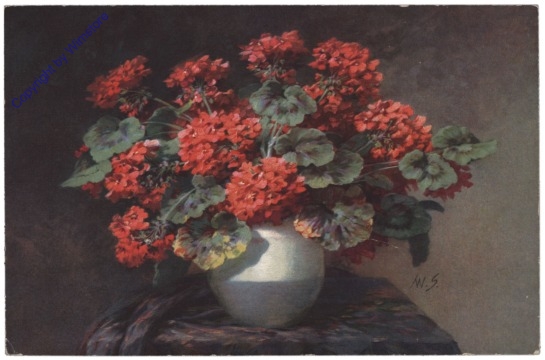 Geranien in Vase