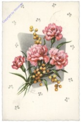 Nelken