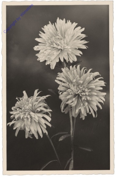 Aster