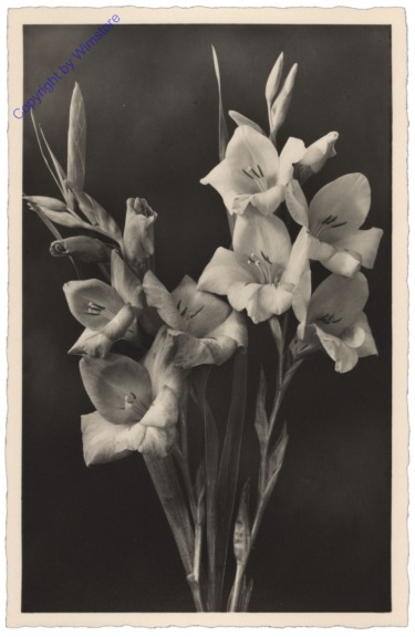 Gladiole