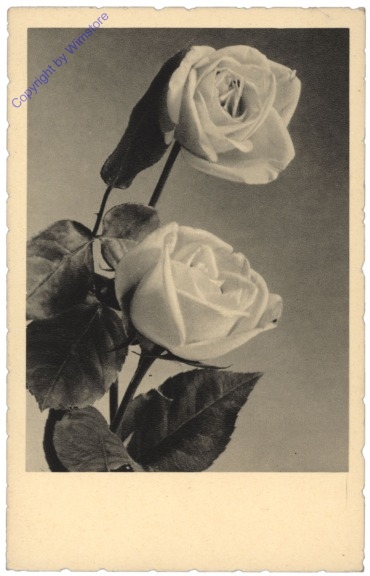 Rosen