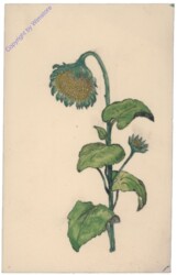 Sonnenblume
