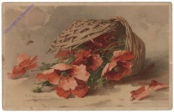 Mohnblumen
