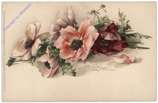 ak110670 Anemonen