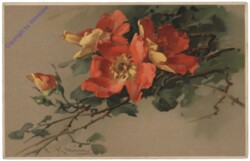 Rose (orange-rot)