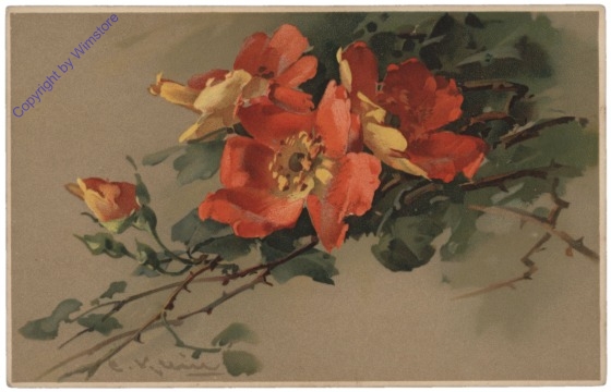 Rose (orange-rot)