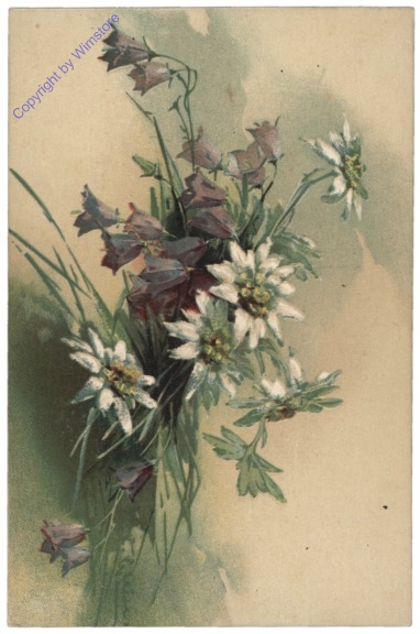 Glockenblumen und Edelweiss