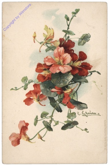 Blumen, rot