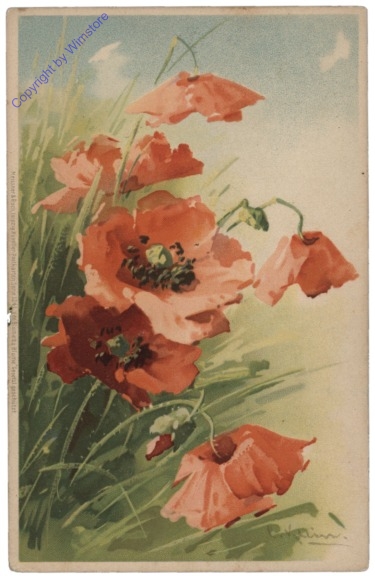 Mohnblumen