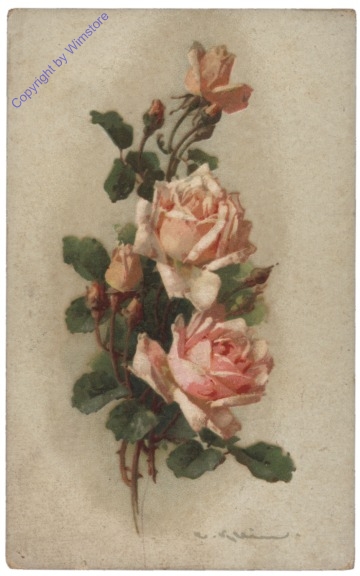 Rosen (rosa)