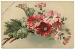 Blumen, rosa