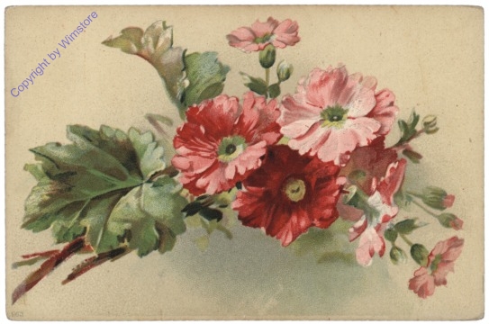 Blumen, rosa
