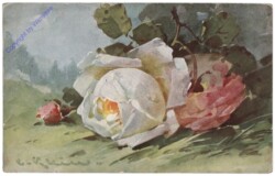 Rosen (weiss)