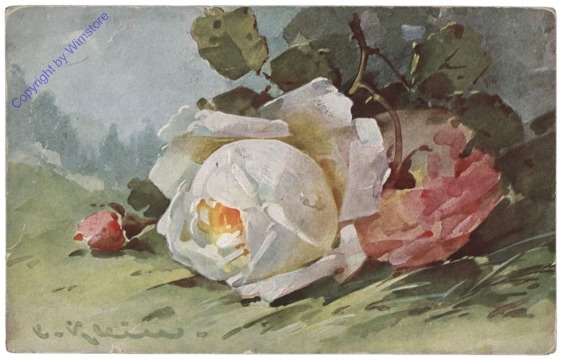 Rosen (weiss)