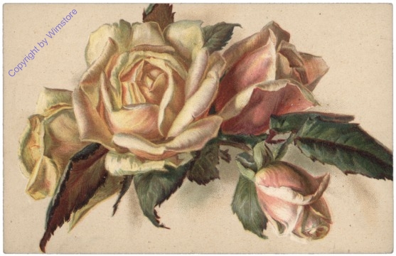 Rose (gelb)