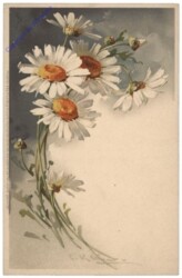 Margeriten