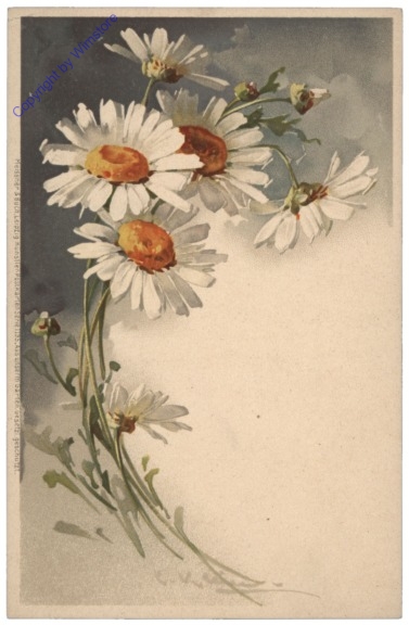 Margeriten