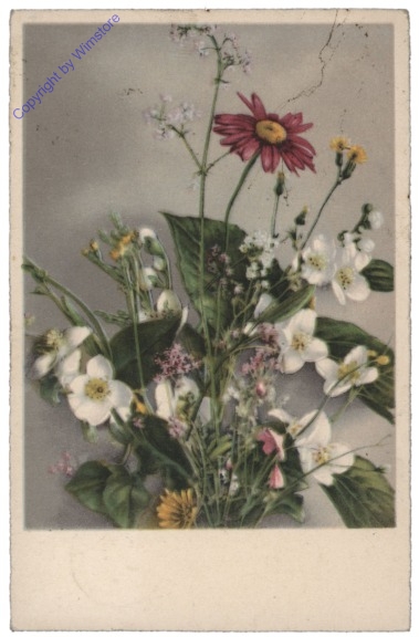 Wiesenblumen