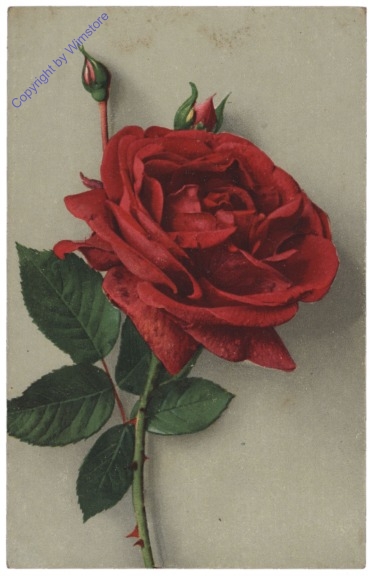 Rose (rot)
