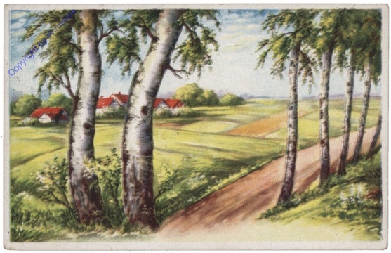 Birken am Wegesrand