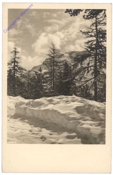 Verschneiter Wald