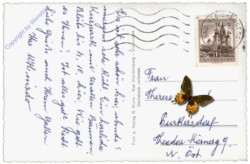 Bad Gleichenberg, Musikpodium mit Wellingtonia