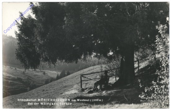 Mönichkirchen, bei der Wildgans-Fichte