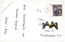 Mönichkirchen, bei der Wildgans-Fichte