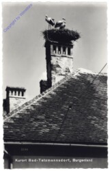 Bad Tatzmannsdorf, Störche