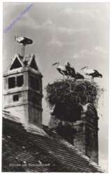 Neusiedlersee, Störche