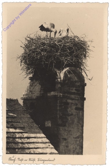 ak117255 Rust, Storch-Nest