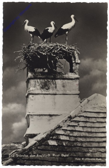 ak117256 Rust, Störche