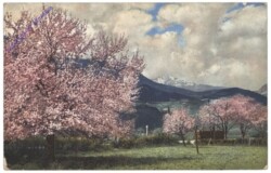 Obstblüte in Tirol