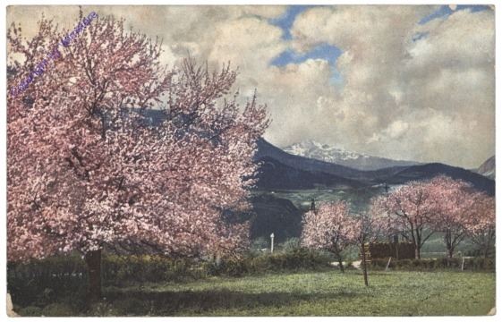 Obstblüte in Tirol
