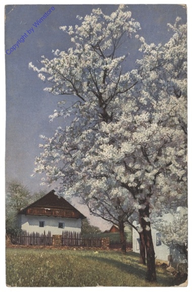 Obstblüte in Tirol