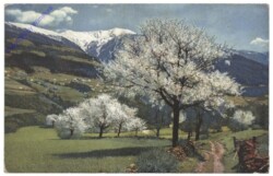 Obstblüte in Tirol