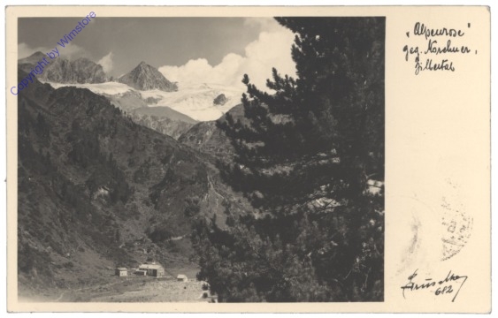 Mayrhofen, Alpenrose