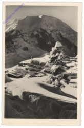 Berwang, mit Hönig