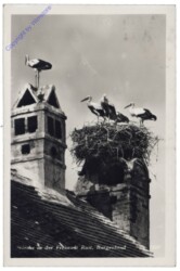 Rust, Störche in der Freistadt