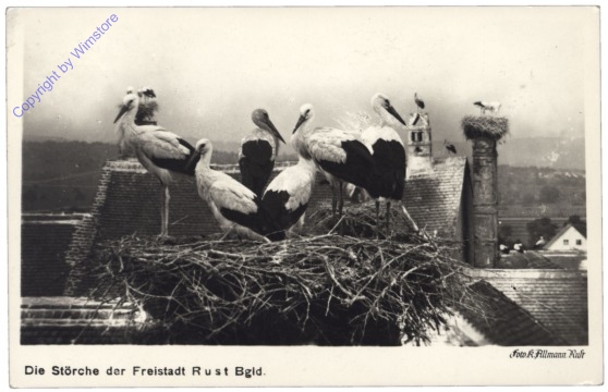 ak119105 Rust, Störche der Freistadt