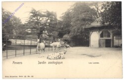 Antwerpen, Anvers, Jardin zoologique, Les Lamas