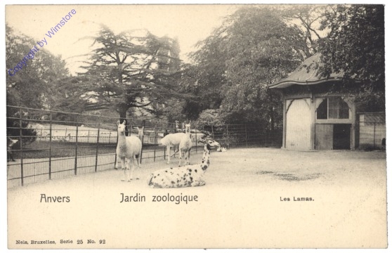 ak119206 Antwerpen, Anvers, Jardin zoologique, Les Lamas