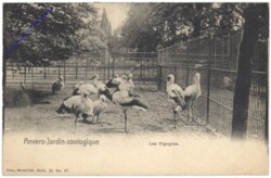 Antwerpen, Anvers, Jardin zoologique, Les Cigognes