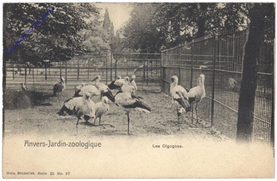 ak119207 Antwerpen, Anvers, Jardin zoologique, Les Cigognes