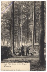 Waterloo, Haute Futaie dans la Foret de Soignes